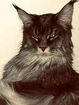 Maine Coon Chat Diodor