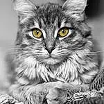 Chat, Felidae, Carnivore, Small To Medium-sized Cats, Iris, Grey, Style, Moustaches, Black-and-white, Museau, Noir & Blanc, Monochrome, Close-up, Poil, Domestic Short-haired Cat, Patte, LÃ©gende de la photo, Terrestrial Animal
