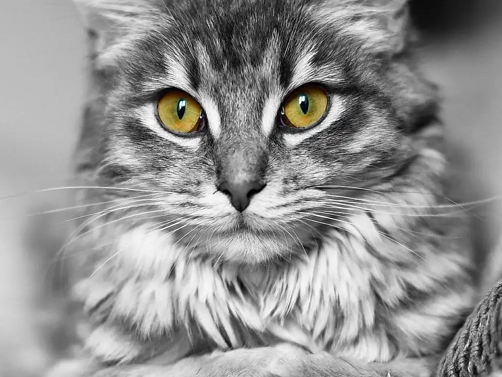 Chat, Felidae, Carnivore, Small To Medium-sized Cats, Iris, Grey, Style, Moustaches, Black-and-white, Museau, Noir & Blanc, Monochrome, Close-up, Poil, Domestic Short-haired Cat, Patte, LÃ©gende de la photo, Terrestrial Animal