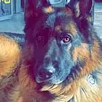 Chien, Race de chien, Carnivore, Berger allemand, Herding Dog, Chien de compagnie, Museau, Electric Blue, King Shepherd, Vieux chien de berger allemand, Working Animal, Poil, Giant Dog Breed, East-european Shepherd, Working Dog, Guard Dog, Bohemian Shepherd, Ancient Dog Breeds
