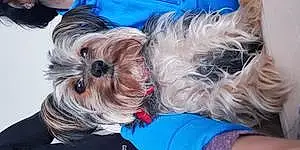 Yorkshire Terrier Chien Sybellle