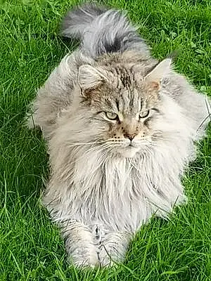 Maine Coon Chat Ramses