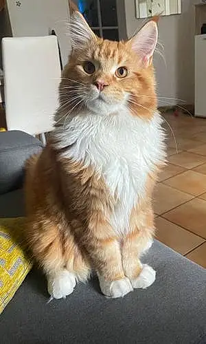 Maine Coon Chat Locky