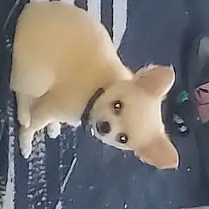Nom Chihuahua Chien Cookie