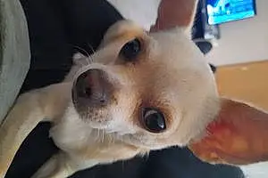 Chihuahua Chien Xena