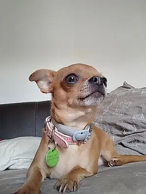 Chihuahua Chien Oshie