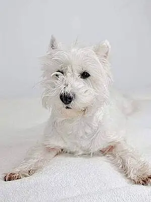 Nom West Highland White Terrier Chien Jazz