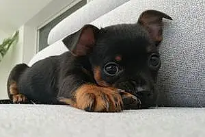 Chihuahua Chien Mia