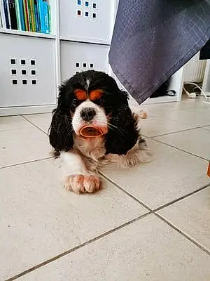 Nom Cavalier King Charles Spaniel Chien Louloute