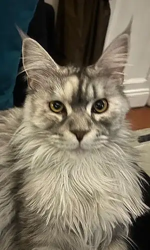 Nom Maine Coon Chat Lilly