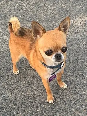 Nom Chihuahua Chien Lola