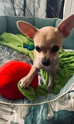 Nom Chihuahua Chien Paco
