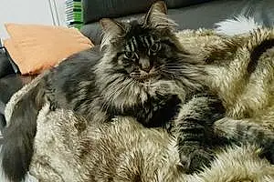 Nom Maine Coon Chat Asia
