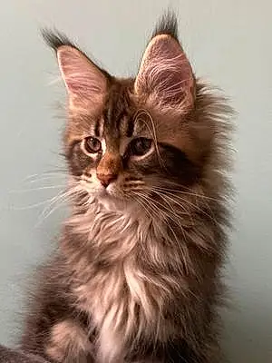 Nom Maine Coon Chat Coco