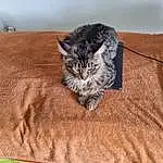 Chat, Felidae, Sleeve, Textile, Carnivore, Small To Medium-sized Cats, Grey, Comfort, Collar, Moustaches, Bag, Queue, Bois, Terrestrial Animal, Poil, Domestic Short-haired Cat, Pattern, Griffe, Linens, Arbre