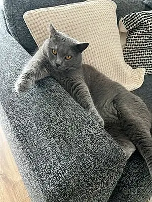 Chartreux Chat Romi