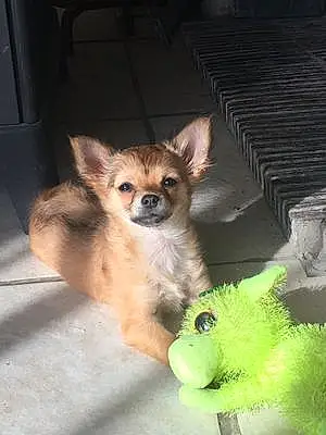 Nom Chihuahua Chien Chipie