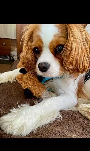 Cavalier King Charles Spaniel Chien Tipoune