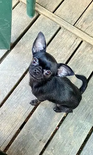 Nom Chihuahua Chien Emmy