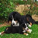 Chien, Plante, Carnivore, Race de chien, Herbe, Bernese Mountain Dog, Chien de compagnie, Museau, Herding Dog, Terrestrial Animal, Canidae, Working Dog, Hunting Dog
