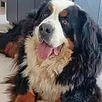 Chien, Race de chien, Carnivore, Chien de compagnie, Bernese Mountain Dog, Moustaches, Museau, Baballe, Bored, Poil, Sourire, Canidae, Working Dog, Herding Dog, Terrestrial Animal
