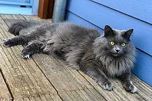 Chartreux Chat Ozzy