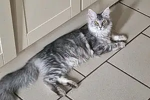 Maine Coon Chat Tanyss