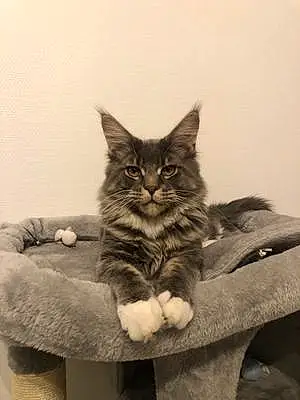 Maine Coon Chat June