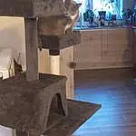 Chat, Cabinetry, Bois, Interior Design, Carnivore, Felidae, Cat Supply, Small To Medium-sized Cats, Houseplant, Hardwood, Pet Supply, Fenêtre, Art, Table, Plywood, Room, Metal, Sculpture, Domestic Short-haired Cat