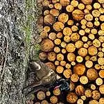Bois, Logging, Trunk, Woody Plant, Lumber, Natural Material, Circle, Metal, Plante, Event, Soil, Herbe, Pattern, Natural Landscape, Forêt, Tree Stump, Plant Stem, Palm Tree