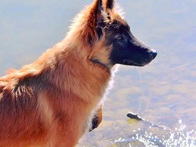 Chien, Race de chien, Eau, Carnivore, Faon, Chien de compagnie, Museau, Canidae, Poil, Herding Dog, Working Dog, King Shepherd, Lake, Hiver, Ancient Dog Breeds, Working Animal, Berger allemand, Giant Dog Breed
