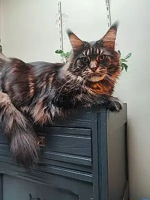 Maine Coon Chat Link