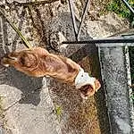 Plante, Chien, Race de chien, Bois, Carnivore, Liver, Faon, Small To Medium-sized Cats, Felidae, Herbe, Museau, Queue, Wire Fencing, Working Animal, Mesh, Terrestrial Animal, Fence, Chien de compagnie, Poil