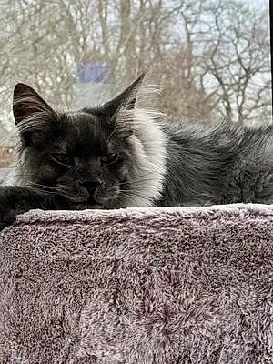Maine Coon Chat Thor