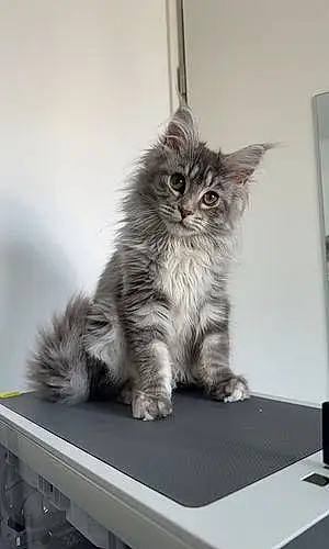 Maine Coon Chat Tyna