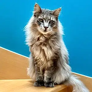 Maine Coon Chat Inah