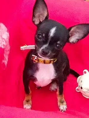 Chihuahua Chien Gaia