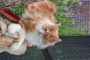 Maine Coon Chat Timon