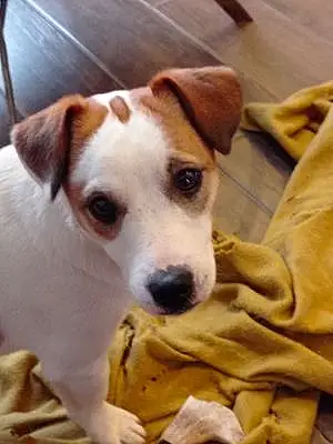 Jack Russell Chien Tikou