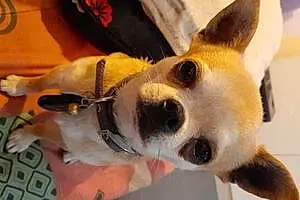 Chihuahua Chien Olaf