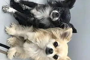 Chihuahua Chien Hera Et Hestia