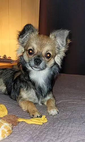 Chihuahua Chien Zia