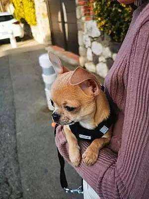 Chihuahua Chien June