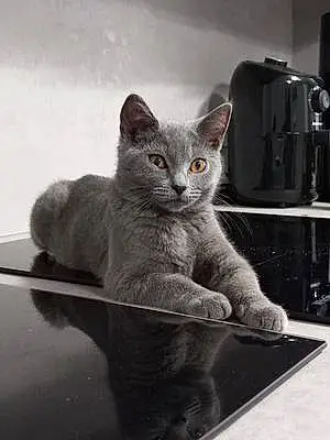 Chartreux Chat Tessy