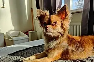 Nom Chihuahua Chien Choco