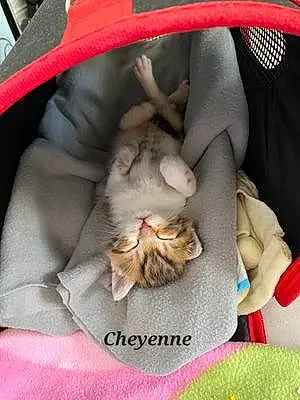 Nom Europeen Chat Cheyenne