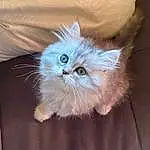 Head, Chat, Yeux, Felidae, Carnivore, Small To Medium-sized Cats, Moustaches, Iris, Faon, Museau, Poil, Queue, Electric Blue, Comfort, Plante, British Longhair, Patte, Griffe, Sleeve, Persan