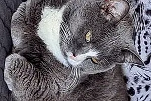 Nom Chartreux Chat Jazzy