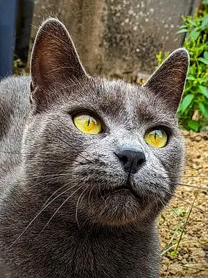 Chartreux Chat Bambou