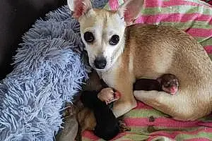 Chihuahua Chien Tessla